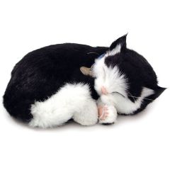 Precious Pets - Kitten