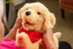 Companion Pet Pup